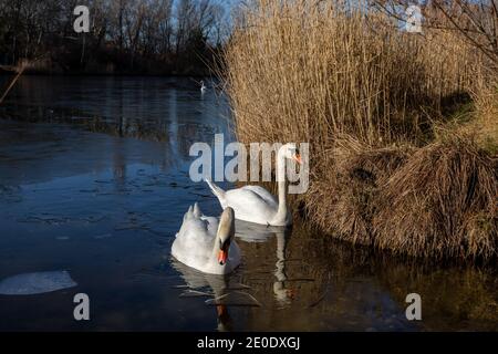 Zwei junge weiße Schwäne schwimmen an einem sonnigen Wintertag in einem halbgefrorenen, tiefblauen See in Österreich. Stockfoto