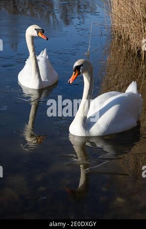 Zwei junge weiße Schwäne schwimmen an einem sonnigen Wintertag in einem halbgefrorenen, tiefblauen See in Österreich. Stockfoto