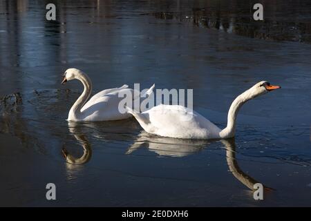 Zwei junge weiße Schwäne schwimmen an einem sonnigen Wintertag in einem halbgefrorenen, tiefblauen See in Österreich. Stockfoto