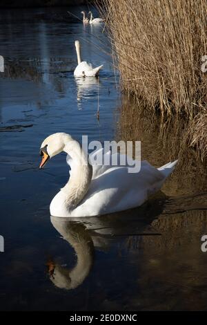 Junge weiße Schwäne schwimmen in einem halbgefrorenen, tiefblauen See in Österreich an einem sonnigen Tag im Winter, mit dem glatten Wasser schaffen schöne Reflexionen. Stockfoto