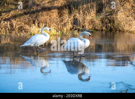 Schwäne wandern auf Eis, Rogalin Landscape Park. Winterlandschaft im Wartatal, Oxbow Seen. Stockfoto