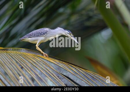 Ein Erwachsener Strieted Heron (Butorides striata) thront in einem Baum auf Alphonse Atoll, Seychellen Stockfoto