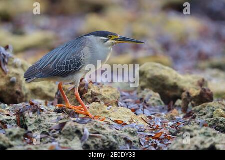 Ein Erwachsener Striated Heron (Butorides striata) auf der Jagd am Strand von Alphonse Atoll, Seychellen Stockfoto