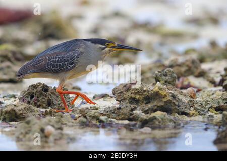 Ein Erwachsener Striated Heron (Butorides striata) auf der Jagd am Strand von Alphonse Atoll, Seychellen Stockfoto