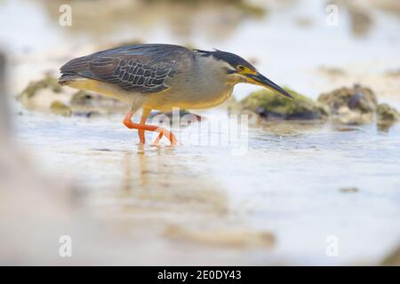 Ein Erwachsener Striated Heron (Butorides striata) auf der Jagd am Strand von Alphonse Atoll, Seychellen Stockfoto