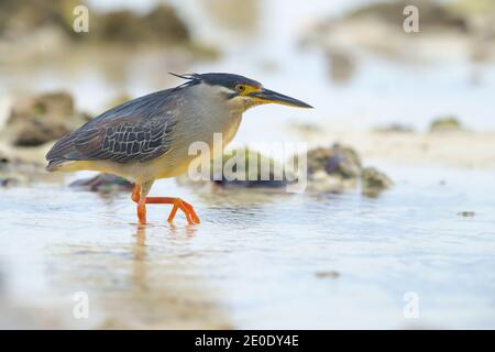 Ein Erwachsener Striated Heron (Butorides striata) auf der Jagd am Strand von Alphonse Atoll, Seychellen Stockfoto