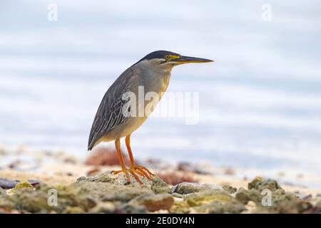 Ein Erwachsener Striated Heron (Butorides striata) auf der Jagd am Strand von Alphonse Atoll, Seychellen Stockfoto