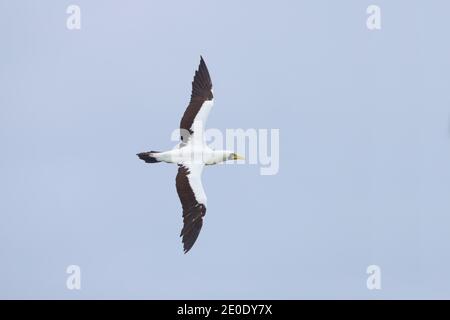 Eine maskierte Tollenbooby (Sula dactylatra) im Flug in einer Kolonie auf dem Cosmoledo Atoll, Seychellen Stockfoto