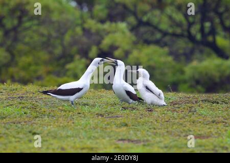 Eine Familie maskierter Booby (Sula dactylatra) in einer Kolonie auf dem Cosmoledo Atoll, Seychellen Stockfoto