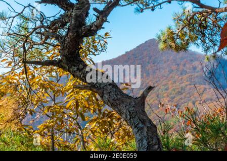 Gipfel des Naejangsan Nationalparks in der Republik Korea Stockfoto