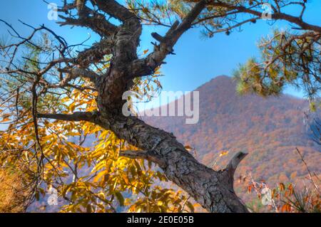 Gipfel des Naejangsan Nationalparks in der Republik Korea Stockfoto