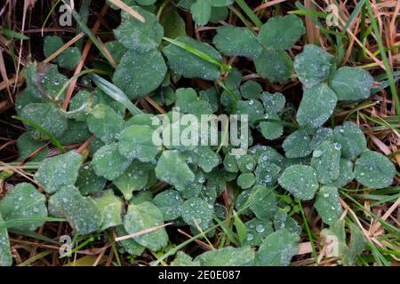 Draufsicht auf Clovers in einem Grasland mit Wassertröpfchen Auf den Blättern nach einem Regenschauer Stockfoto