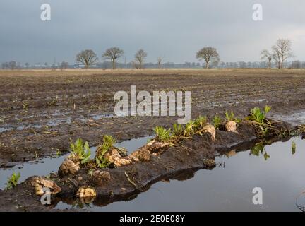 Zuckerrüben haben während der Ernte wegen des schlechten Wetters auf einem schlammigen Feld hinterlassen, Pfützen ringsum Stockfoto