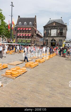 Der Gouda-Käse wird hier vor dem historischen De Waag, einem Käsewägehaus aus dem 17. Jahrhundert für den Gouda-Käsemarkt, der dort stattfindet, in kleinen Stückchen gestellt Stockfoto