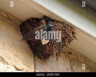 Elternhaus (Delichon urbicum), der ein typisches Schlammnest unter Hausrinnen besucht, um Küken in Cumbria, England, Großbritannien, zu füttern Stockfoto