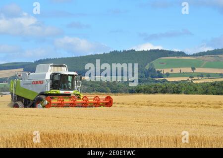 Claas Combine Erntegut - landschaftlich reizende Landwirtschaft Coupar Angus, Perthshire, Schottland Stockfoto