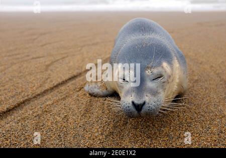 Robbenhund am Strand - Phoca vitulina Stockfoto