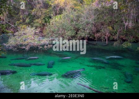 Seekühe im Blue Springs State Park in Florida. Stockfoto