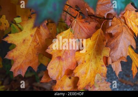 Herbstblätter einer amerikanischen Eiche im Wald. Goldfarbene Herbstblätter. Stockfoto