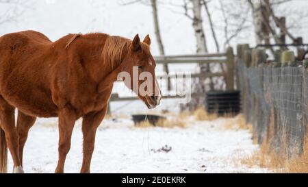 Pferde im Schnee Stockfoto
