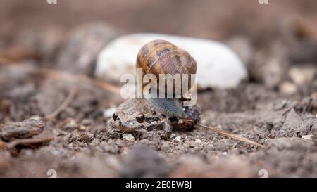 Schnecke Nahaufnahme Stockfoto