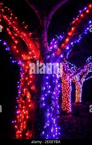 Rote und blaue Lichterketten in der Nacht wanden um ein Baum in einem festlichen Garten Stockfoto