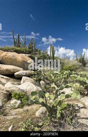 Kakteen wachsen in der trockenen Landschaft nahe der Alto Vista Chapel, nordöstlich von Noord, Aruba. Stockfoto