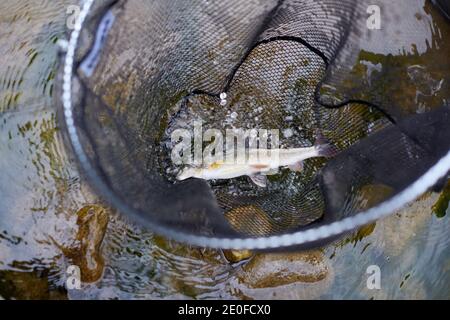 Fischernetz mit Regenbogenforelle im Fluss. Fischfang an der frischen Luft. Guter Fang des professionellen Fischers. Stockfoto