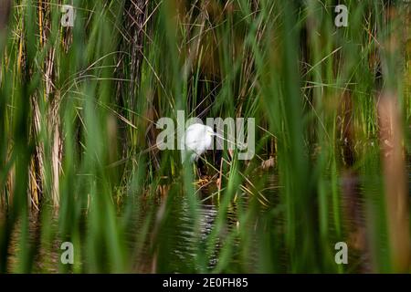 Snowy Egret, Ballona Wetlands, Playa Del Rey, Los Angeles, Kalifornien, USA Stockfoto