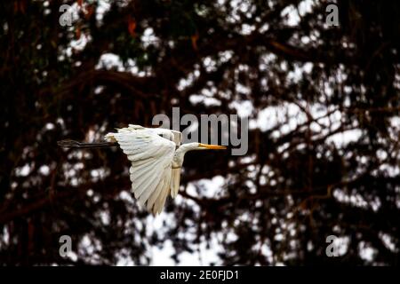 Great White Egret in the Morro Coast Audubon Society Sweet Springs Nature Preserve, Baywood Park, San Luis Obispo County, California, USA Stockfoto