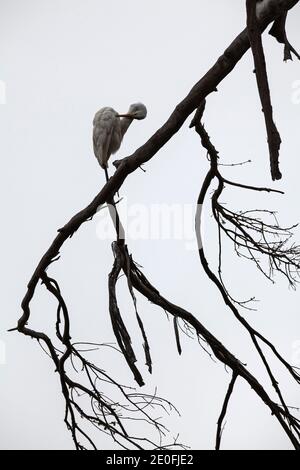 Großer Weißer Reiher in einem bracnhat das Sweet Springs Nature Preserve, Baywood Park, San Luis Obispo County, California, USA Stockfoto