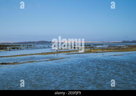 Vögel strömen in den Feuchtgebieten um Morro Bay, San Luis Obispo, Kalifornien, USA Stockfoto