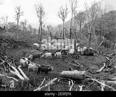 Ein Bollerteam bei der Arbeit in den neuseeländischen Kauri-Wäldern, um 1900, carting Kauri Protokolle aus dem Wald. Stockfoto