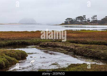 Great White Egret in the Morro Coast Audubon Society Sweet Springs Nature Preserve, Baywood Park, San Luis Obispo County, California, USA Stockfoto