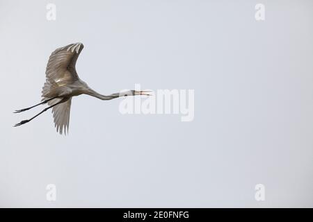 Great White Egret in the Morro Coast Audubon Society Sweet Springs Nature Preserve, Baywood Park, San Luis Obispo County, California, USA Stockfoto