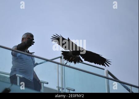 Ludwig Verschatse und sein Falke (Name Tara, 6 Jahre alt) arbeiten am Roland Garros, am Philippe Chatrier Zentralhof, um die Tauben am frühen Morgen vor den Spielen zu bekämpfen und zu jagen. Am 30. Mai 2012. Fotos von Christophe Guibbaud/ABACAPRESS.COM Stockfoto