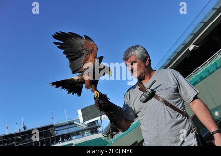 Ludwig Verschatse und sein Falke (Name Tara, 6 Jahre alt) arbeiten am Roland Garros, am Philippe Chatrier Zentralhof, um die Tauben am frühen Morgen vor den Spielen zu bekämpfen und zu jagen. Am 30. Mai 2012. Fotos von Christophe Guibbaud/ABACAPRESS.COM Stockfoto