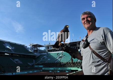 Ludwig Verschatse und sein Falke (Name Tara, 6 Jahre alt) arbeiten am Roland Garros, am Philippe Chatrier Zentralhof, um die Tauben am frühen Morgen vor den Spielen zu bekämpfen und zu jagen. Am 30. Mai 2012. Fotos von Christophe Guibbaud/ABACAPRESS.COM Stockfoto