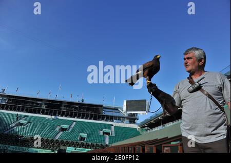 Ludwig Verschatse und sein Falke (Name Tara, 6 Jahre alt) arbeiten am Roland Garros, am Philippe Chatrier Zentralhof, um die Tauben am frühen Morgen vor den Spielen zu bekämpfen und zu jagen. Am 30. Mai 2012. Fotos von Christophe Guibbaud/ABACAPRESS.COM Stockfoto