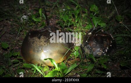 Nacht der Horseshoe Krabben. Hufeisenkrebse ähneln Krebstieren, gehören aber zu einem separaten Subphylum, Chelicerata, und sind daher näher mit Arachniden wie Spinnen und Skorpionen verwandt. Die frühesten Hufeisenkrabben-Fossilien sind in Schichten aus der späten Ordovizium-Zeit vor etwa 450 Millionen Jahren gefunden. Am 3. juni 2012 kam die Hufeisenkrabbe aus dem Meer, um ihre Eier in den Sand im Marshlands Park, Rye, NY, zu legen. Foto von JMP/ABACAPRESS.COM Stockfoto