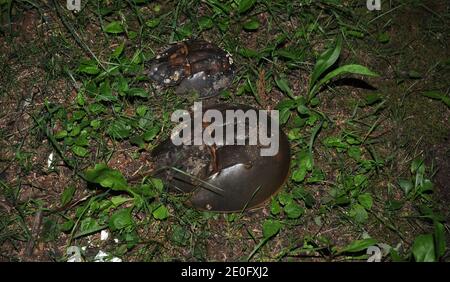 Nacht der Horseshoe Krabben. Hufeisenkrebse ähneln Krebstieren, gehören aber zu einem separaten Subphylum, Chelicerata, und sind daher näher mit Arachniden wie Spinnen und Skorpionen verwandt. Die frühesten Hufeisenkrabben-Fossilien sind in Schichten aus der späten Ordovizium-Zeit vor etwa 450 Millionen Jahren gefunden. Am 3. juni 2012 kam die Hufeisenkrabbe aus dem Meer, um ihre Eier in den Sand im Marshlands Park, Rye, NY, zu legen. Foto von JMP/ABACAPRESS.COM Stockfoto