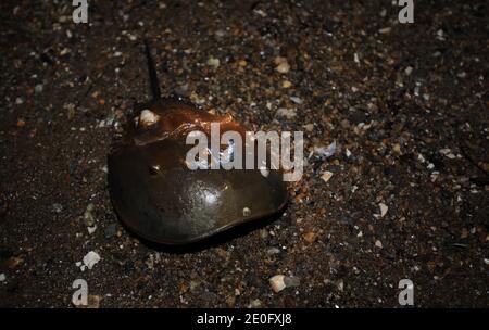 Nacht der Horseshoe Krabben. Hufeisenkrebse ähneln Krebstieren, gehören aber zu einem separaten Subphylum, Chelicerata, und sind daher näher mit Arachniden wie Spinnen und Skorpionen verwandt. Die frühesten Hufeisenkrabben-Fossilien sind in Schichten aus der späten Ordovizium-Zeit vor etwa 450 Millionen Jahren gefunden. Am 3. juni 2012 kam die Hufeisenkrabbe aus dem Meer, um ihre Eier in den Sand im Marshlands Park, Rye, NY, zu legen. Foto von JMP/ABACAPRESS.COM Stockfoto