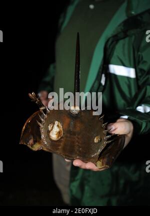 Nacht der Horseshoe Krabben. Hufeisenkrebse ähneln Krebstieren, gehören aber zu einem separaten Subphylum, Chelicerata, und sind daher näher mit Arachniden wie Spinnen und Skorpionen verwandt. Die frühesten Hufeisenkrabben-Fossilien sind in Schichten aus der späten Ordovizium-Zeit vor etwa 450 Millionen Jahren gefunden. Am 3. juni 2012 kam die Hufeisenkrabbe aus dem Meer, um ihre Eier in den Sand im Marshlands Park, Rye, NY, zu legen. Foto von JMP/ABACAPRESS.COM Stockfoto