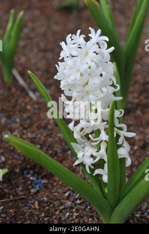 Weiße Hyazinthe Carnegie (Hyacinthus orientalis) Blüht im April im Garten Stockfoto