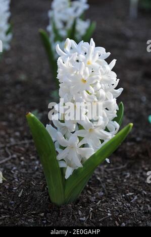 Weiße Hyazinthe Carnegie (Hyacinthus orientalis) Blüht im April im Garten Stockfoto