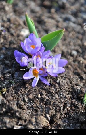 Violett-gelber Crocus sublimis Tricolor blüht im März in einem Garten Stockfoto