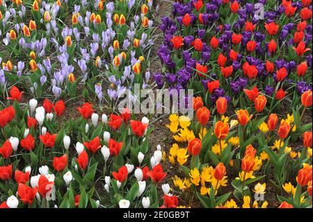 Helle Tulpen (Tulipa) und Krokussen blühen in einem Garten März Stockfoto