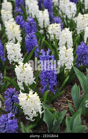 Hyazinthen (Hyacinthus orientalis) Blue Jacket und Carnegie blühen im April in einem Garten Stockfoto