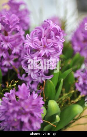 Purpurhyazinthe (Hyacinthus orientalis) Amaranta blüht im April in einem Garten Stockfoto