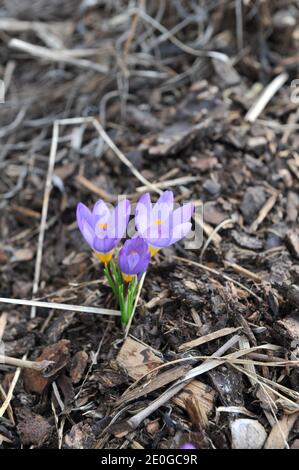 Violett-gelber Crocus sublimis Tricolor blüht im März in einem Garten Stockfoto